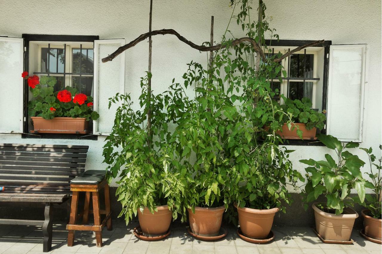 House, Garden And A Green Cat Bled Exteriör bild